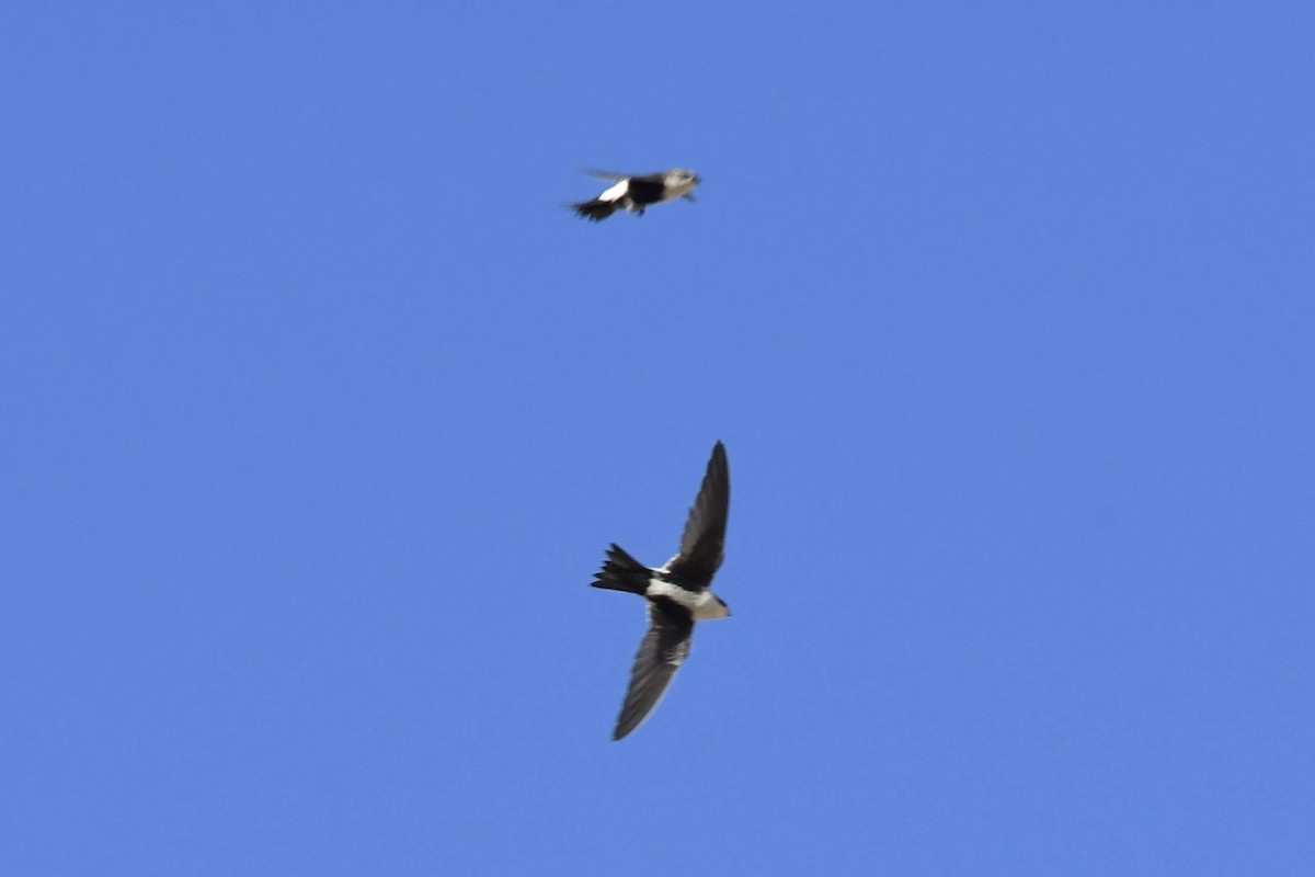 White-throated Swift - ML642180692