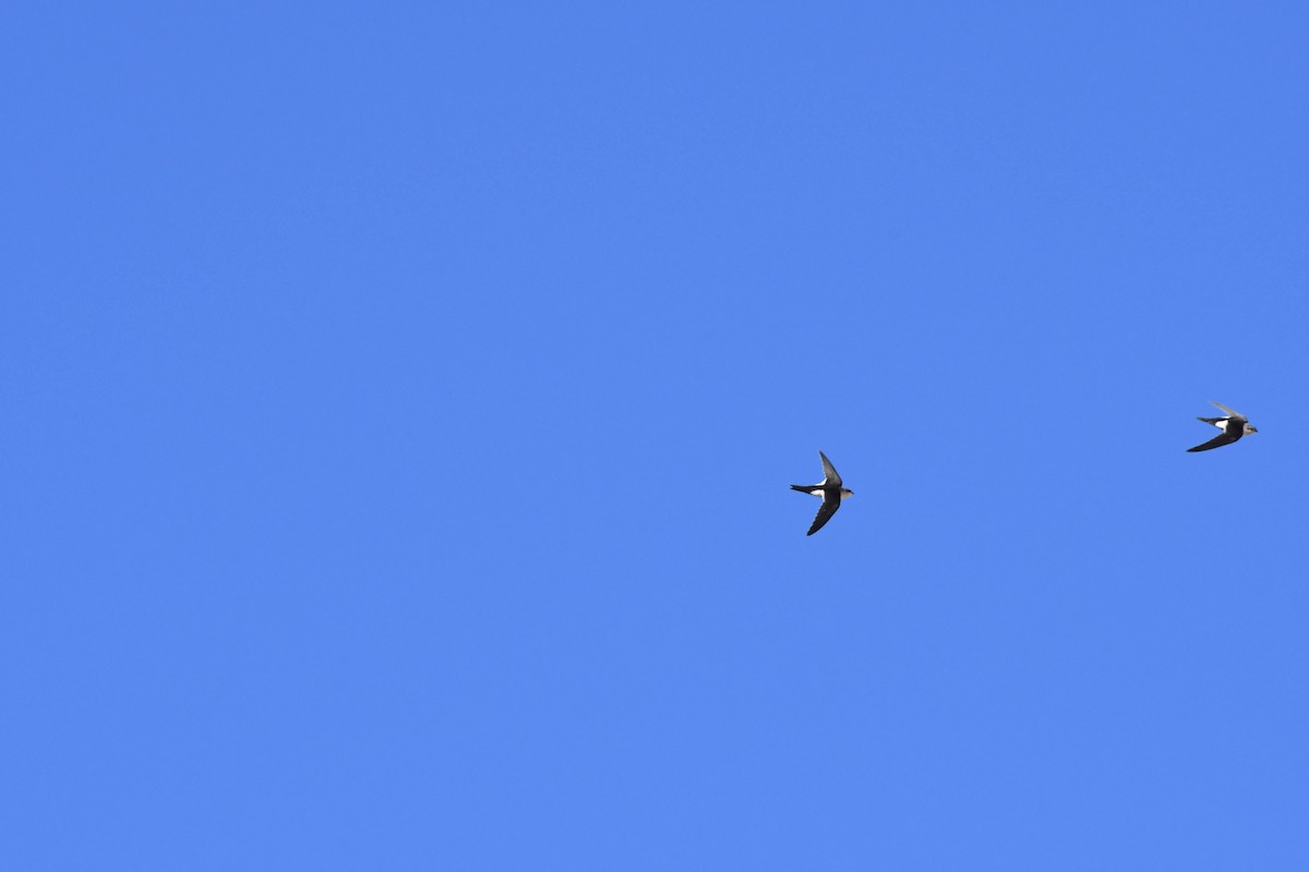 White-throated Swift - ML642180693