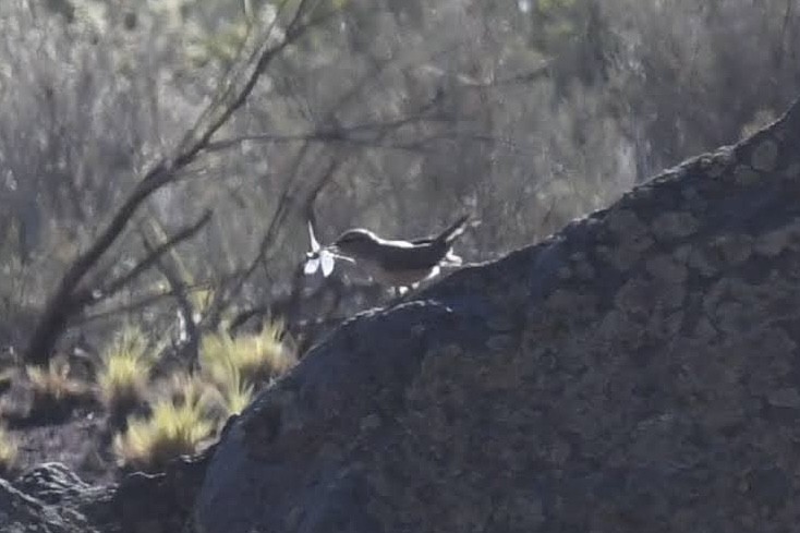 Rock Wren - ML642180697