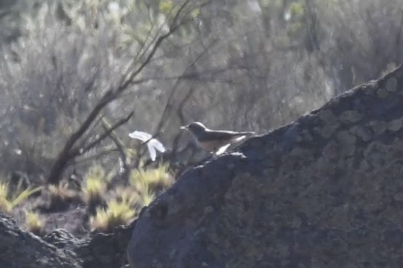 Rock Wren - ML642180698