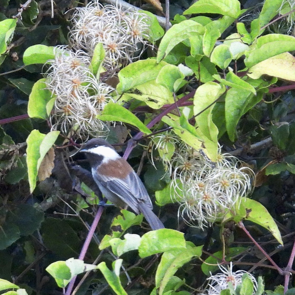 Chestnut-backed Chickadee - ML642180702