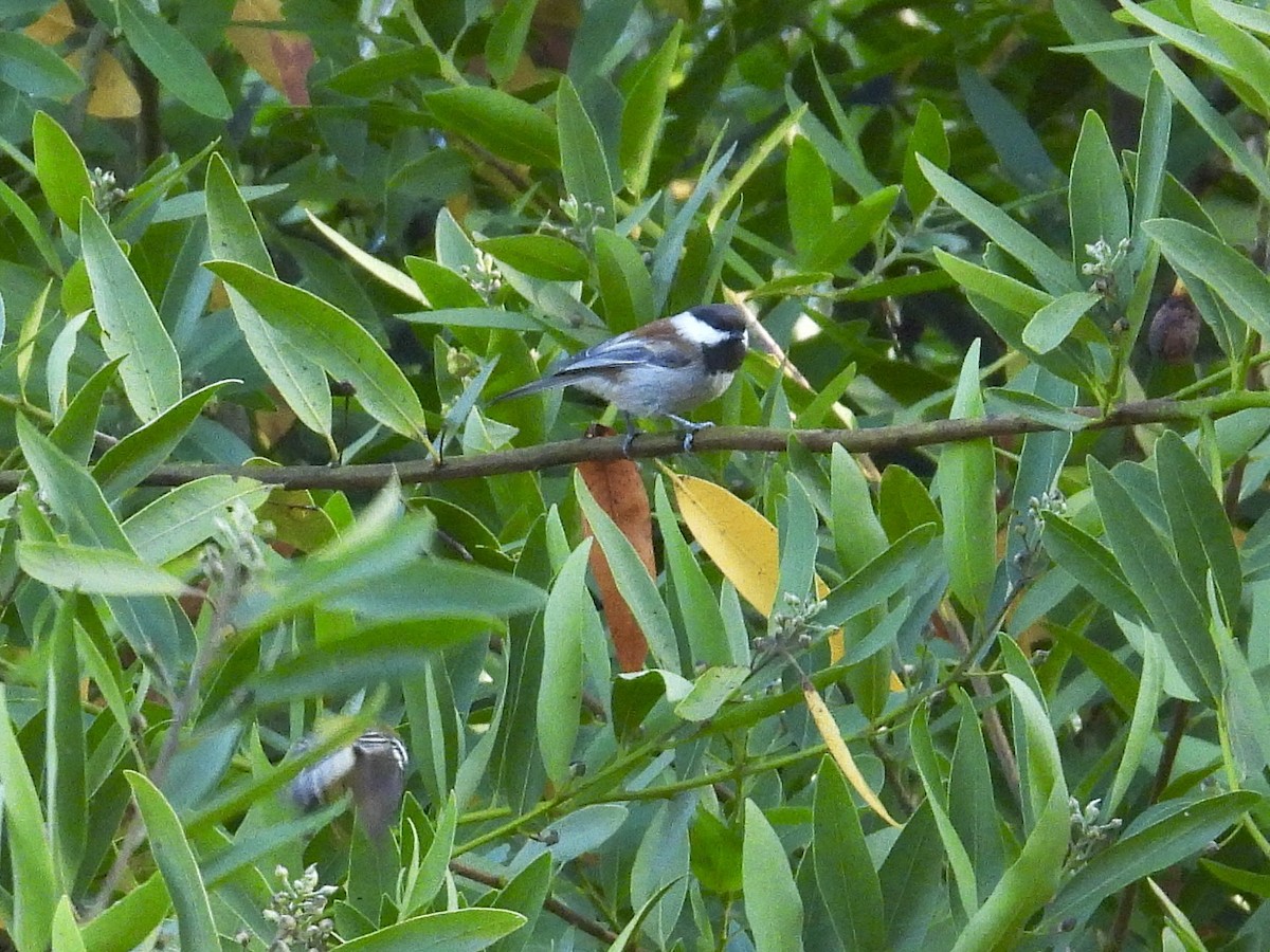 Chestnut-backed Chickadee - ML642180714