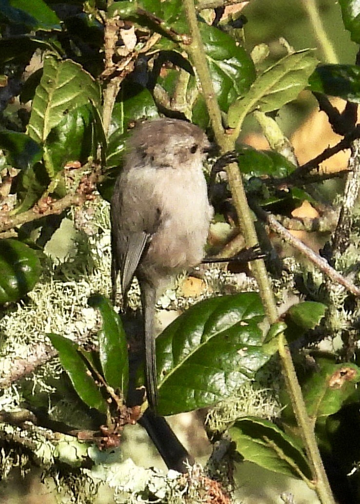 Bushtit - ML642180726