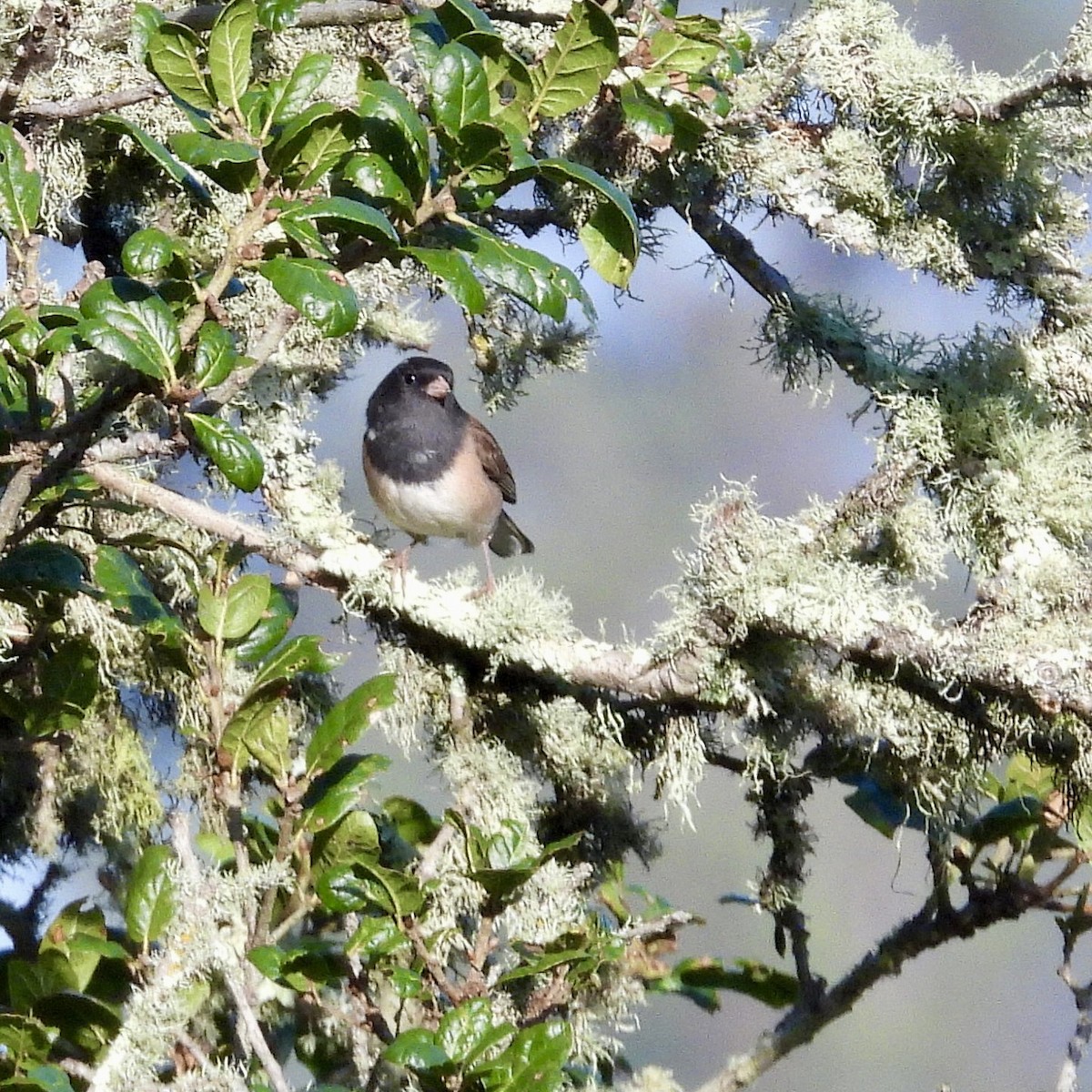 Dark-eyed Junco - ML642180733