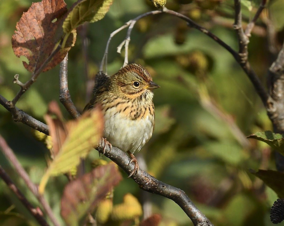 Lincoln's Sparrow - ML642180742