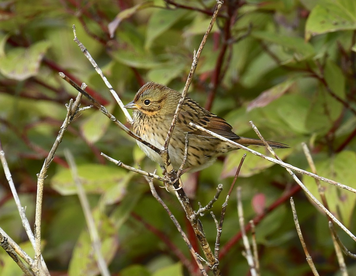 Lincoln's Sparrow - ML642180743