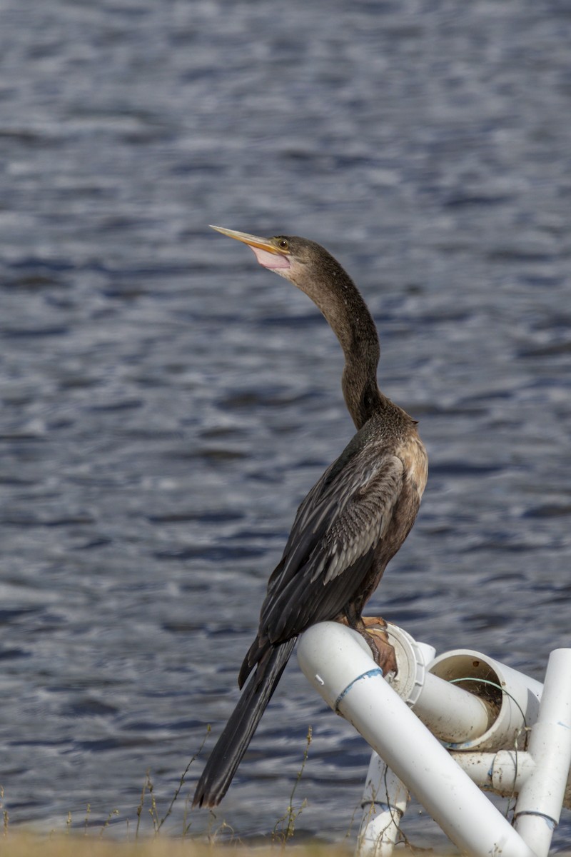 Amerika-Schlangenhalsvogel - ML642180752