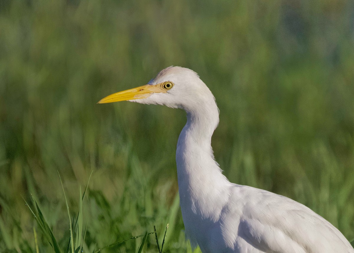 Western Cattle-Egret - ML642180789