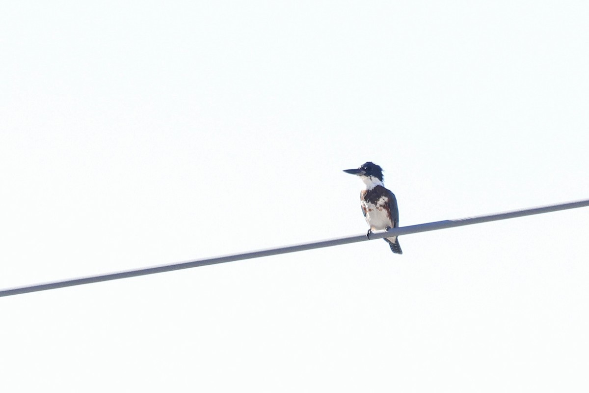 Belted Kingfisher - ML642180797