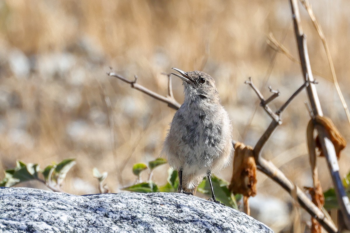 Rock Wren - ML642180802