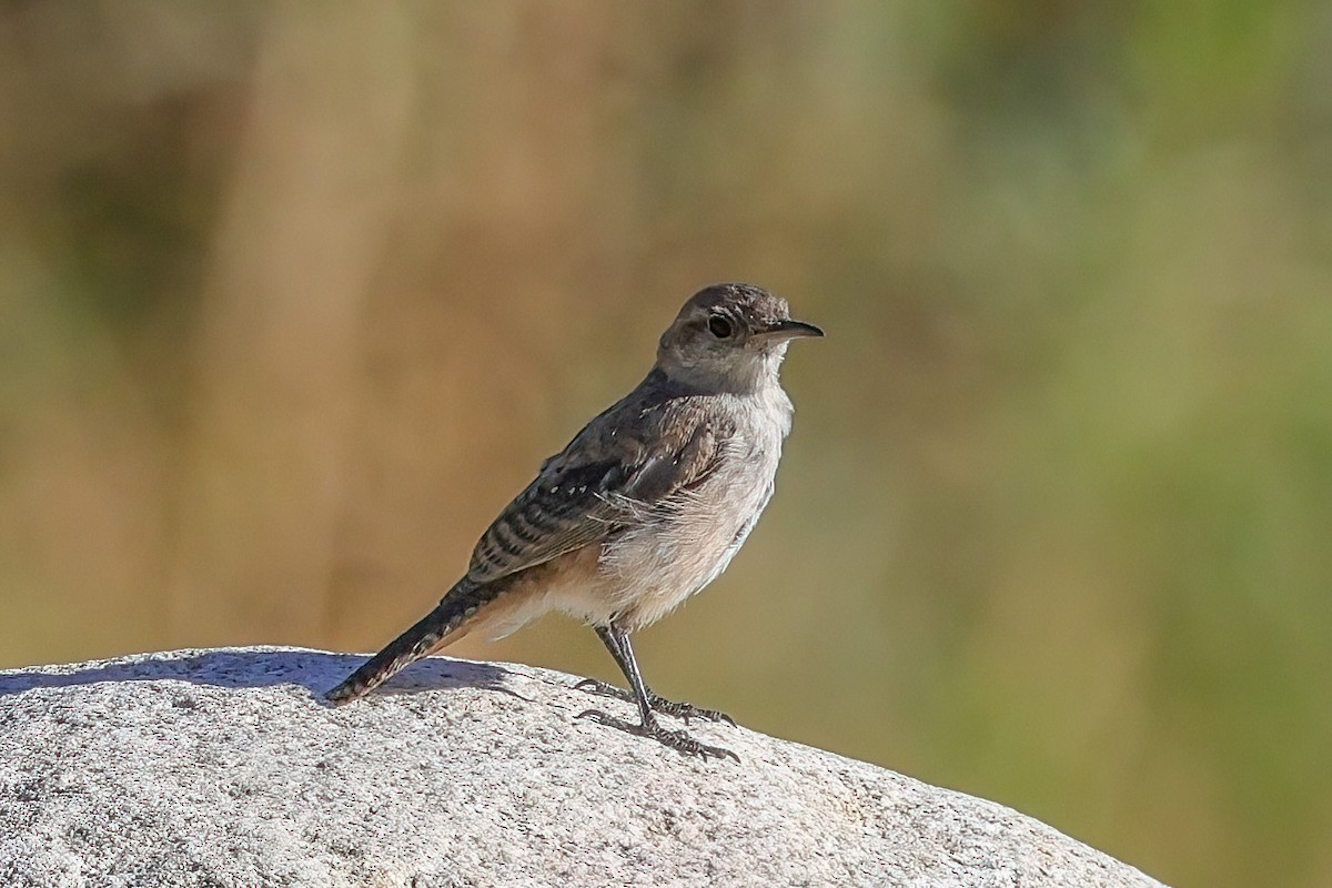 Rock Wren - ML642180804