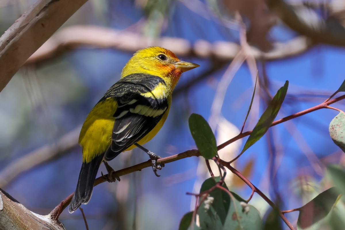Western Tanager - ML642180806