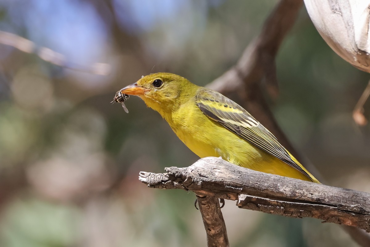 Western Tanager - ML642180809