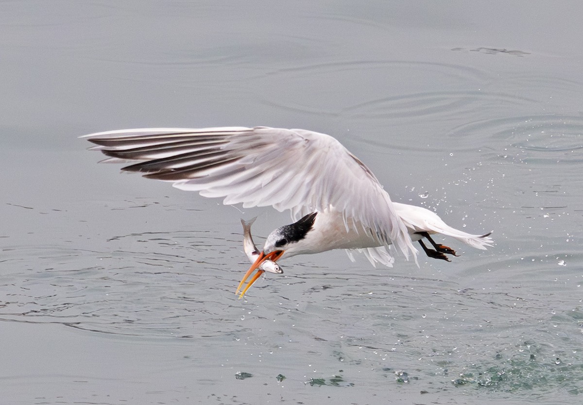 Elegant Tern - ML642180813