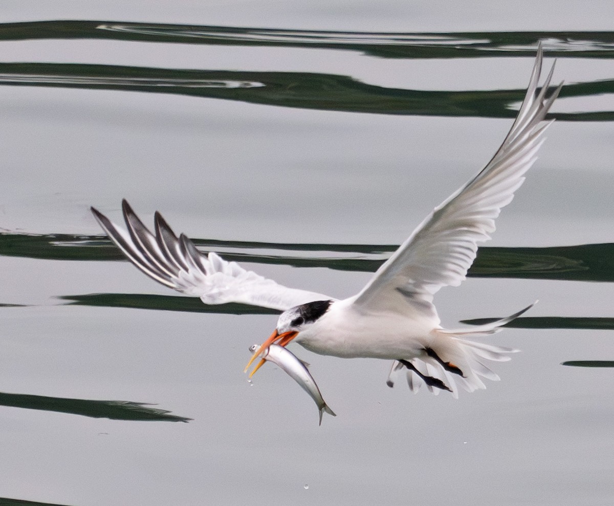 Elegant Tern - ML642180814