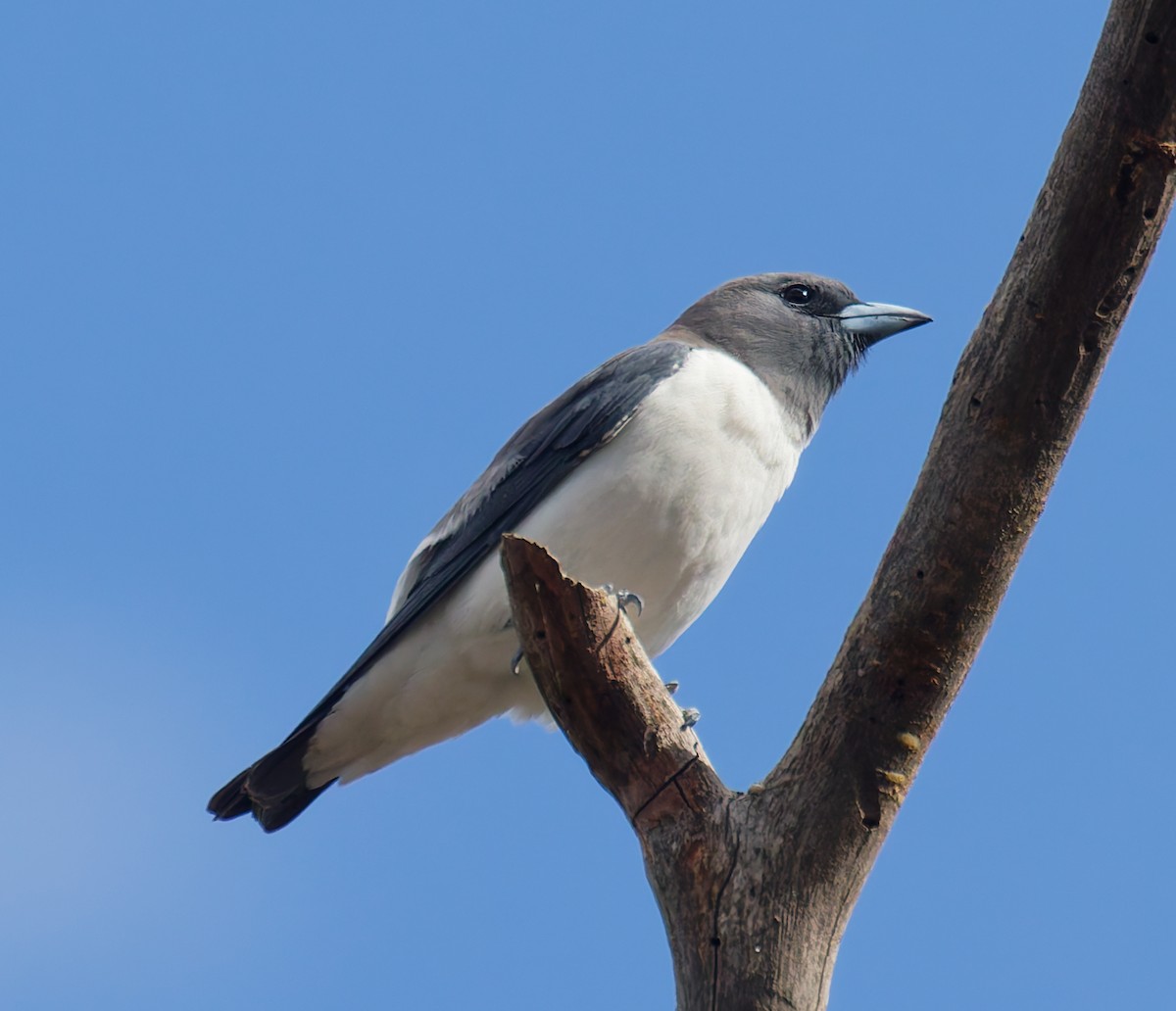 White-breasted Woodswallow - ML642180822