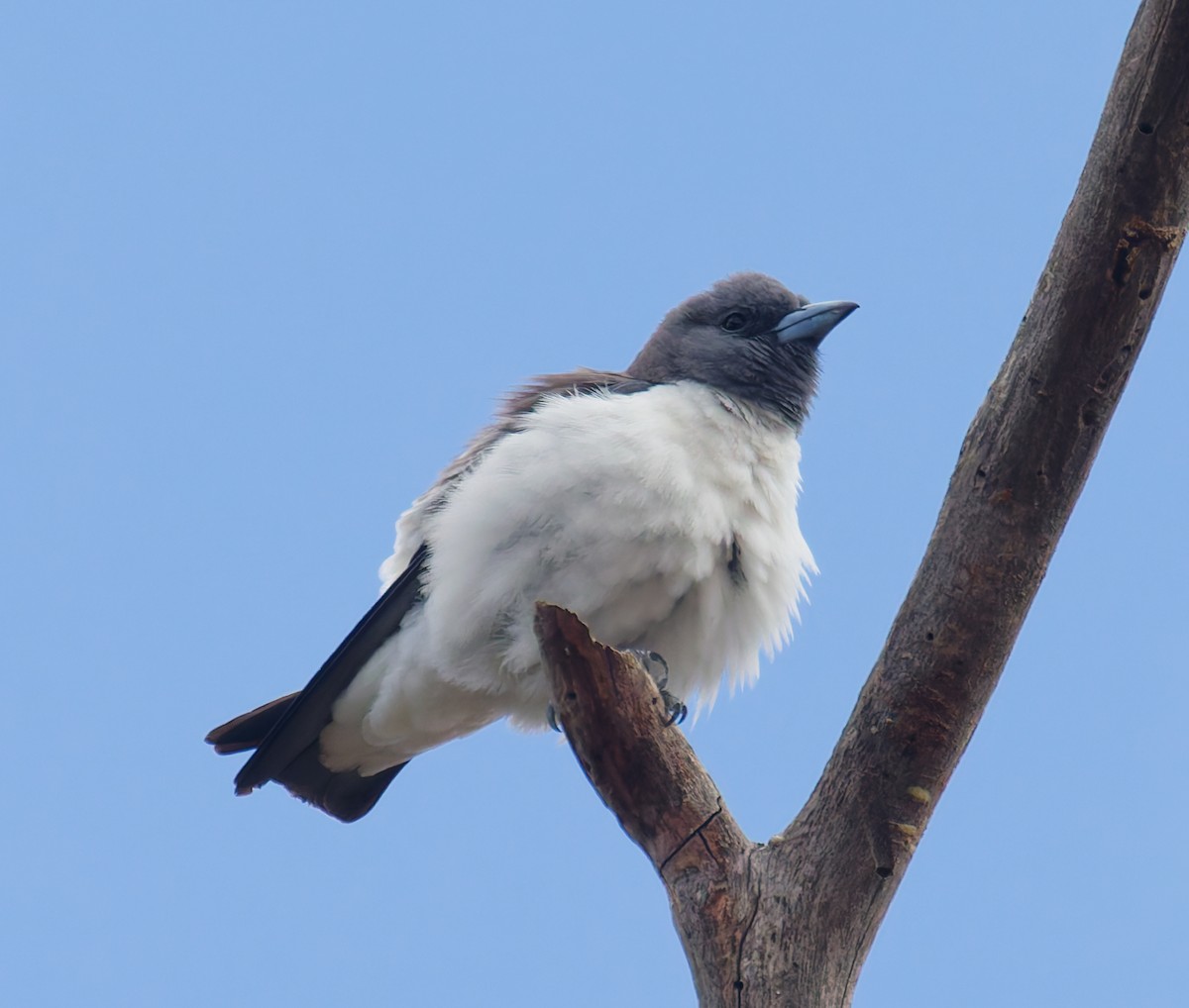White-breasted Woodswallow - ML642180823