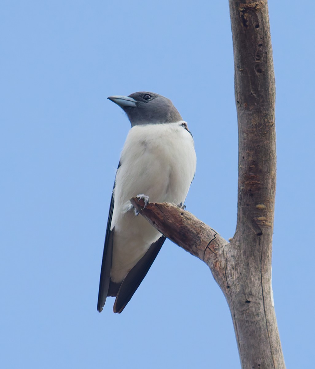 White-breasted Woodswallow - ML642180824