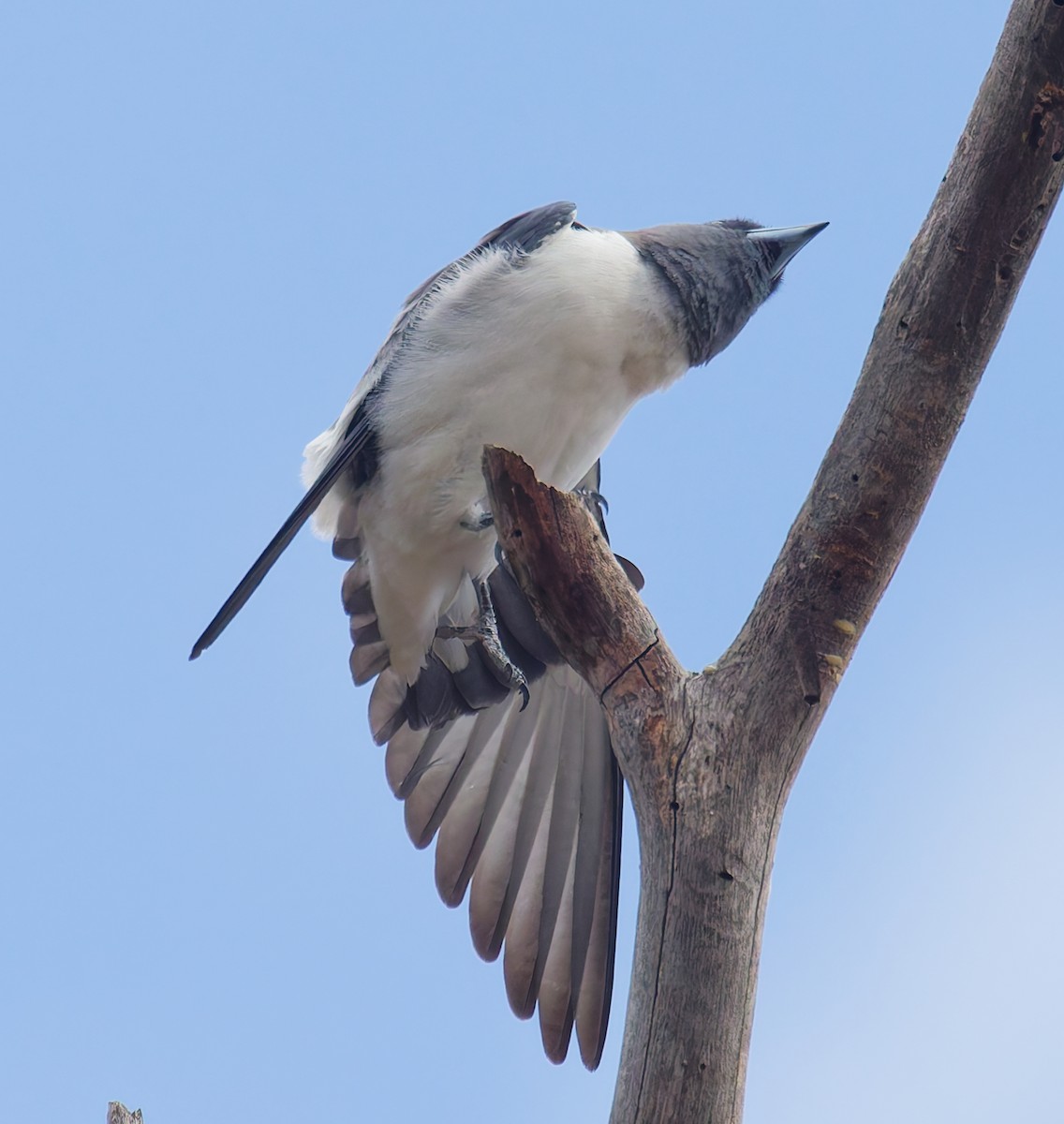White-breasted Woodswallow - ML642180825
