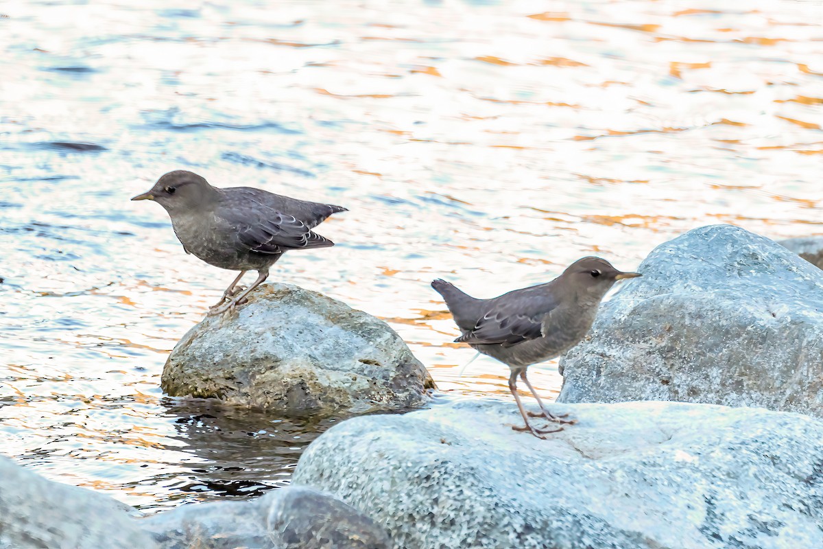 American Dipper - ML642180827