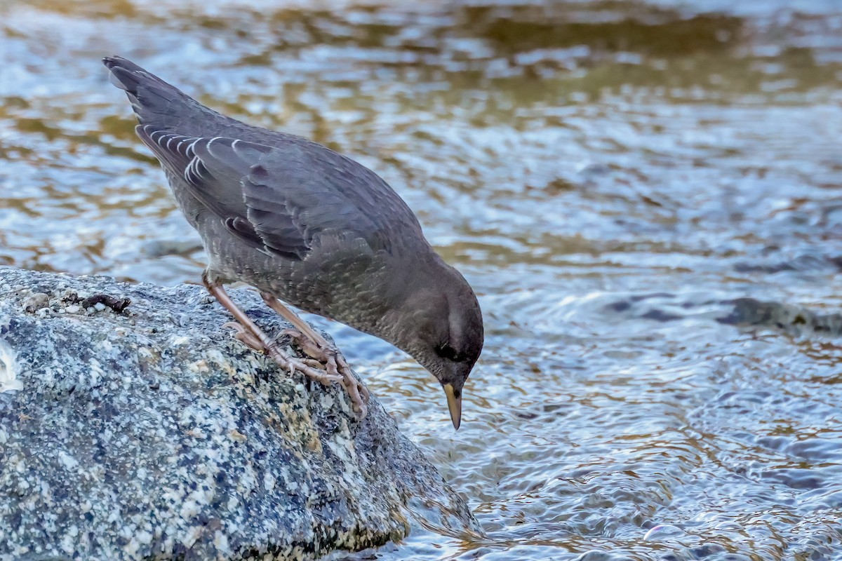 American Dipper - ML642180829