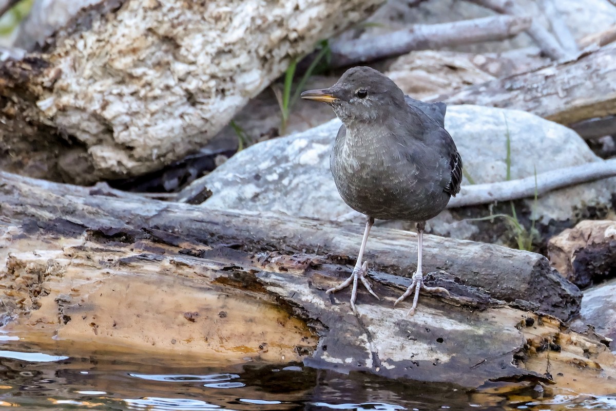 American Dipper - ML642180830