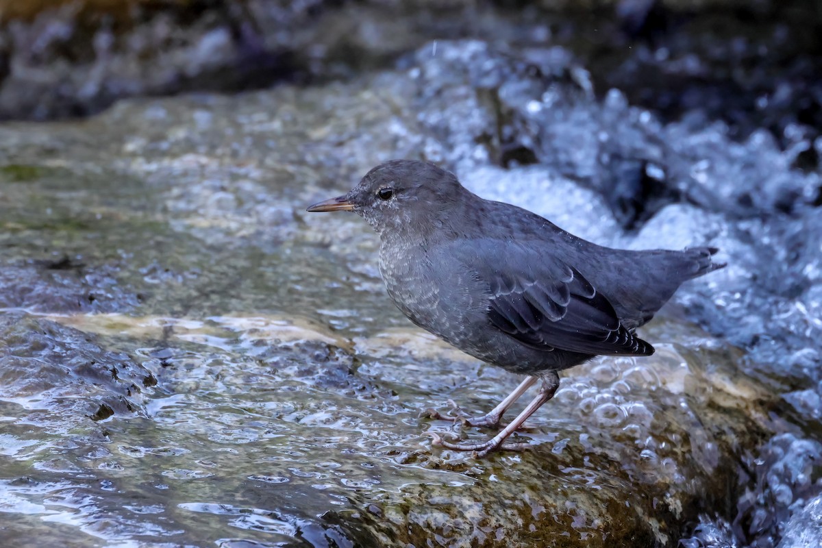 American Dipper - ML642180837