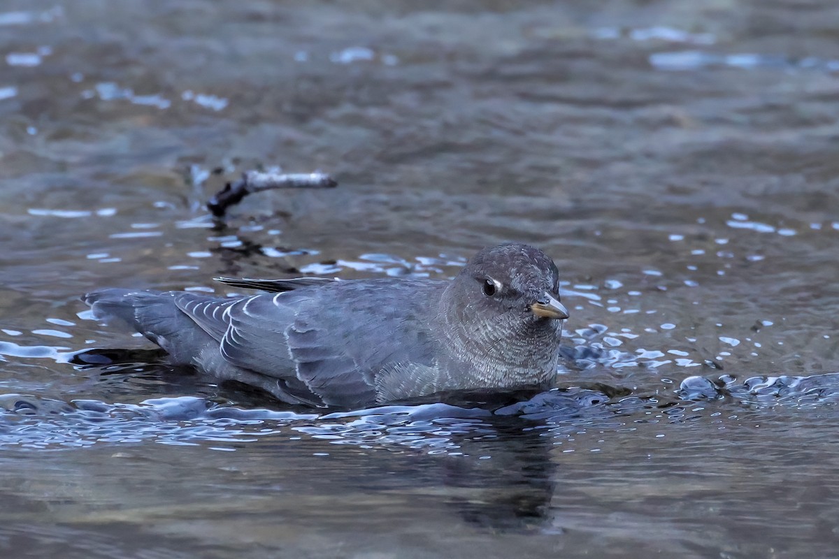American Dipper - ML642180845