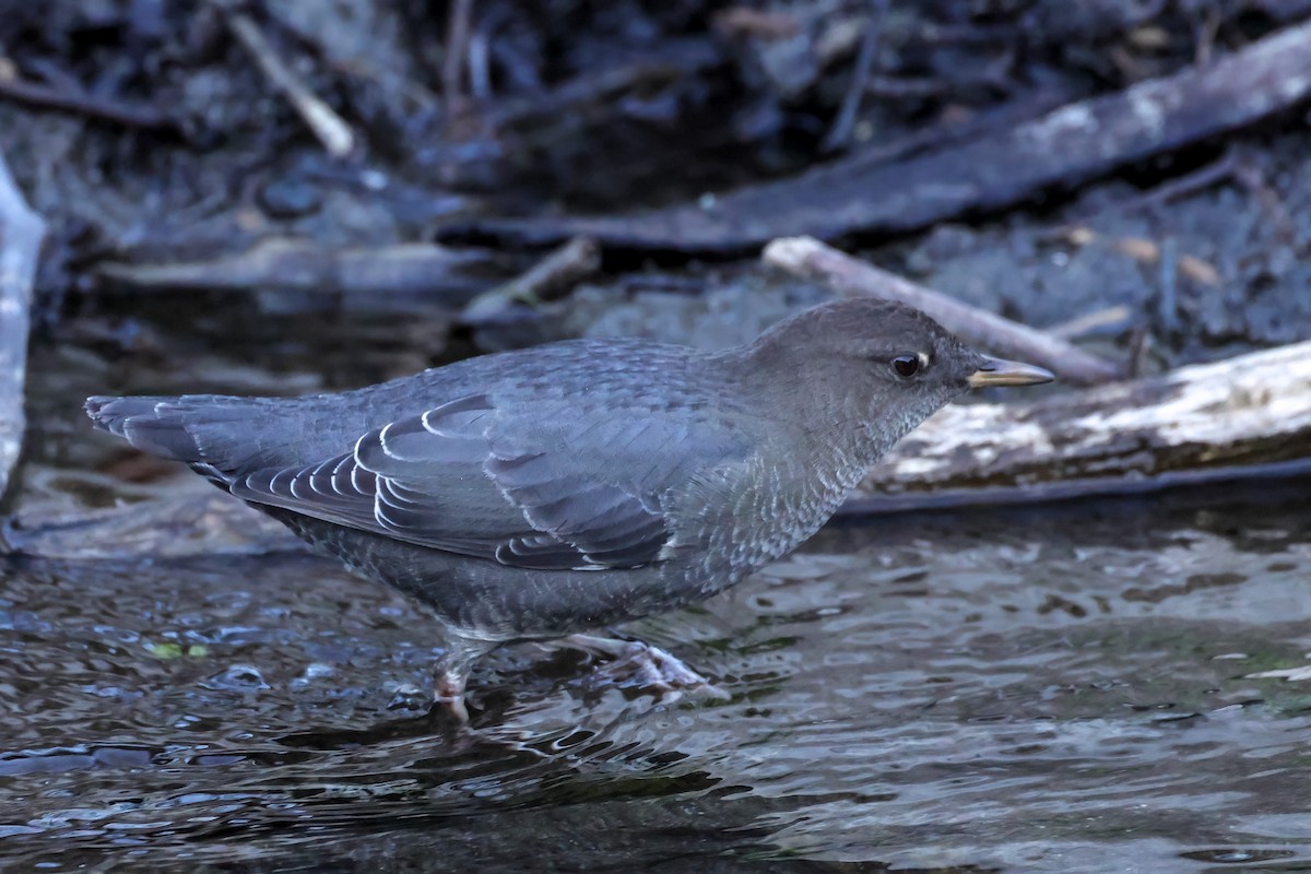 American Dipper - ML642180850