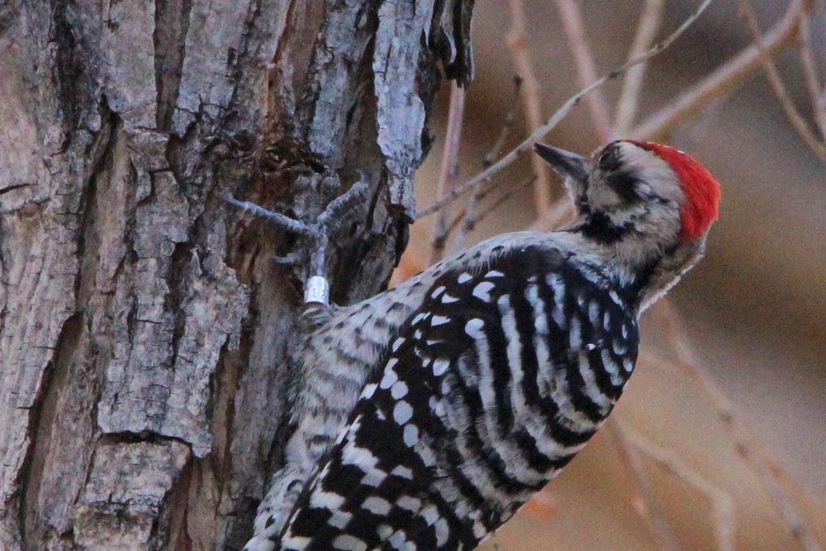 Ladder-backed Woodpecker - ML642180862