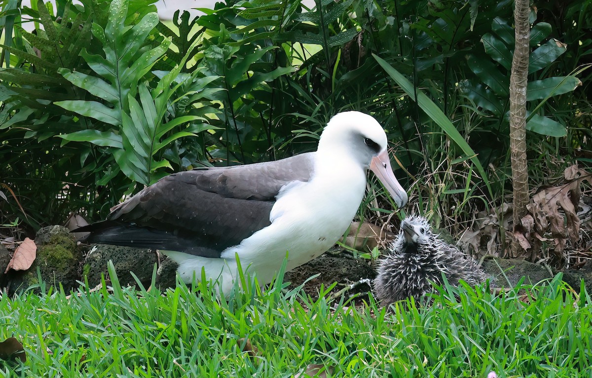 Laysanalbatros - ML642180872