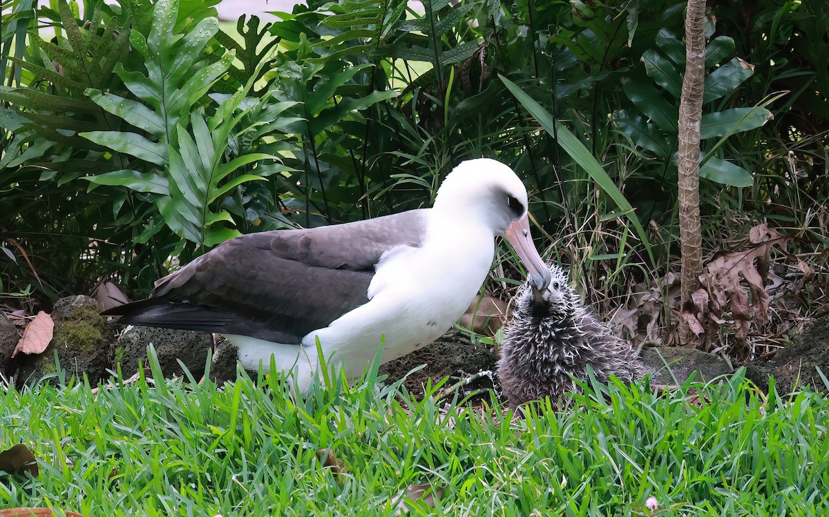 Laysanalbatros - ML642180880