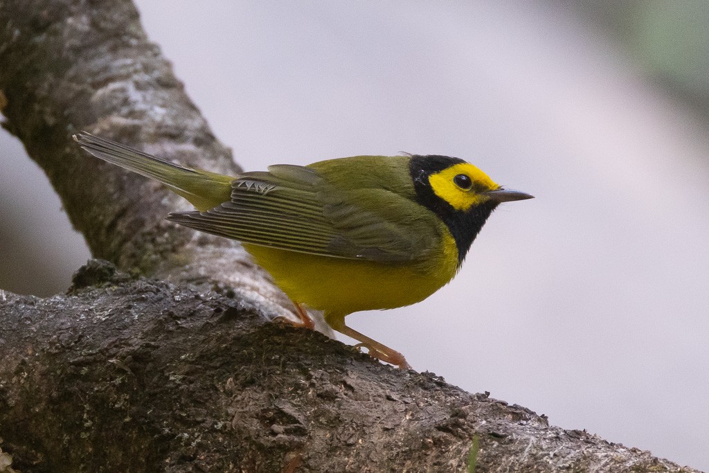 Hooded Warbler - ML642180897