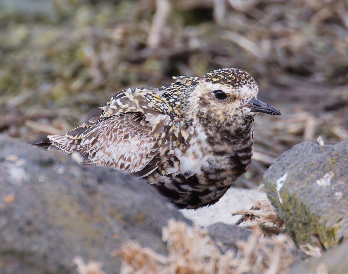 Pacific Golden-Plover - ML642180898