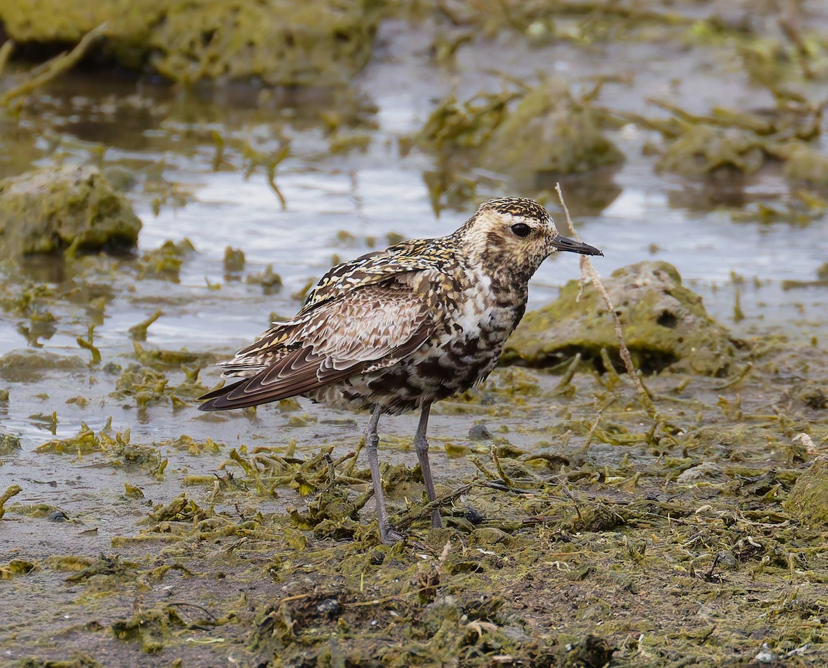 Pacific Golden-Plover - ML642180899