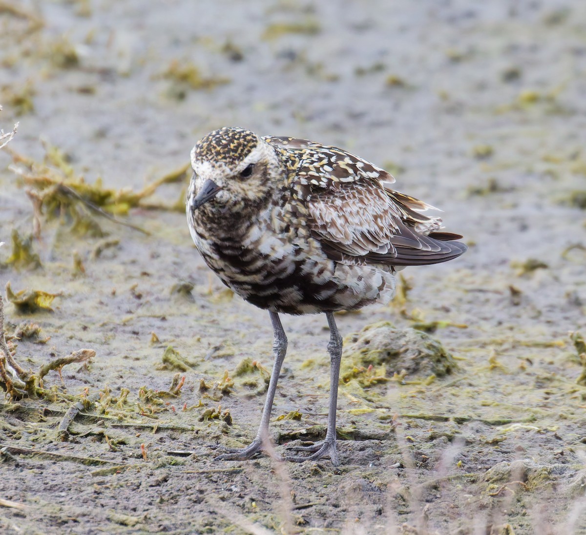 Pacific Golden-Plover - ML642180900