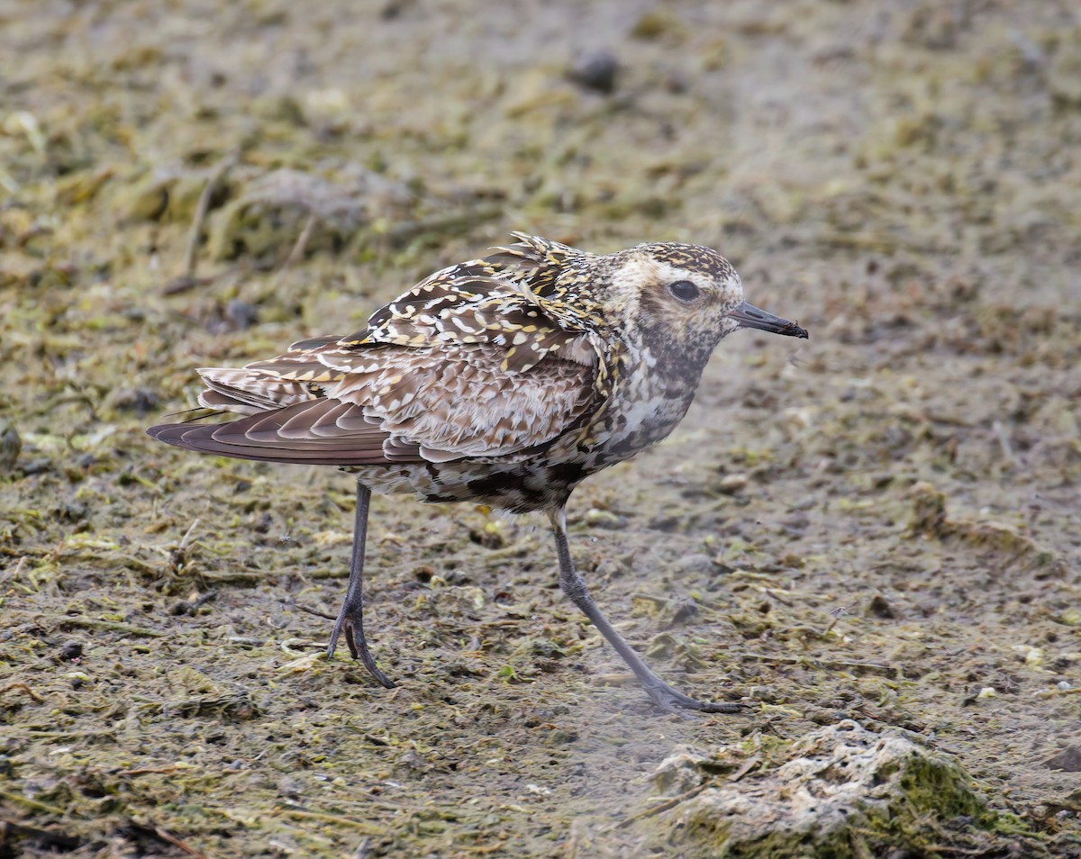 Pacific Golden-Plover - ML642180903