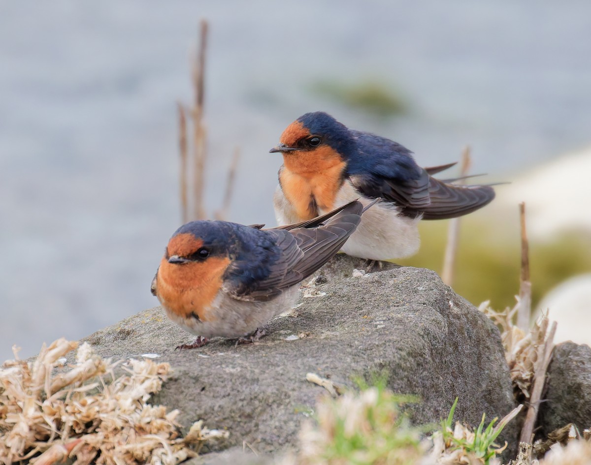 Welcome Swallow - ML642180910