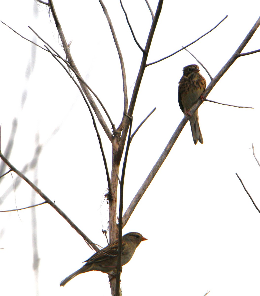 White-crowned Sparrow - ML642180912