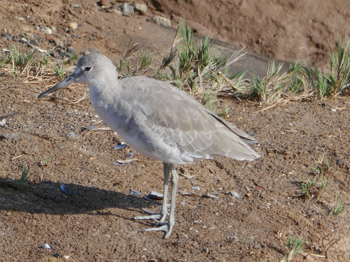 Willet - ML642180914
