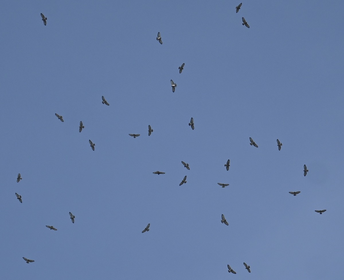 káně širokokřídlá - ML642180917