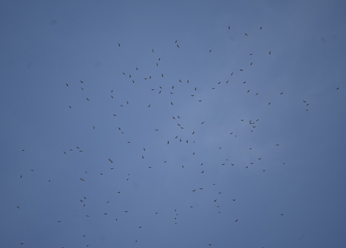 káně širokokřídlá - ML642180918