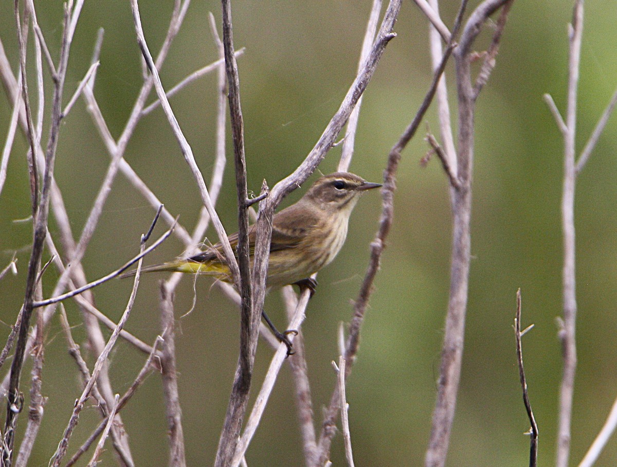 Palm Warbler (Western) - ML642180931