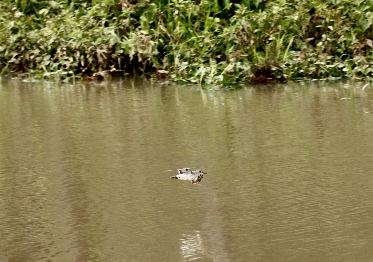 Spotted Sandpiper - ML642180942