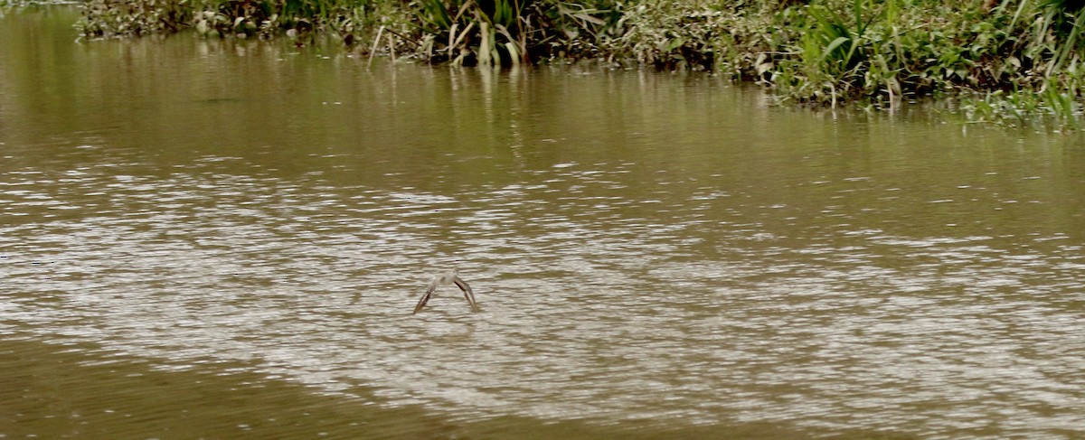 Spotted Sandpiper - ML642180943