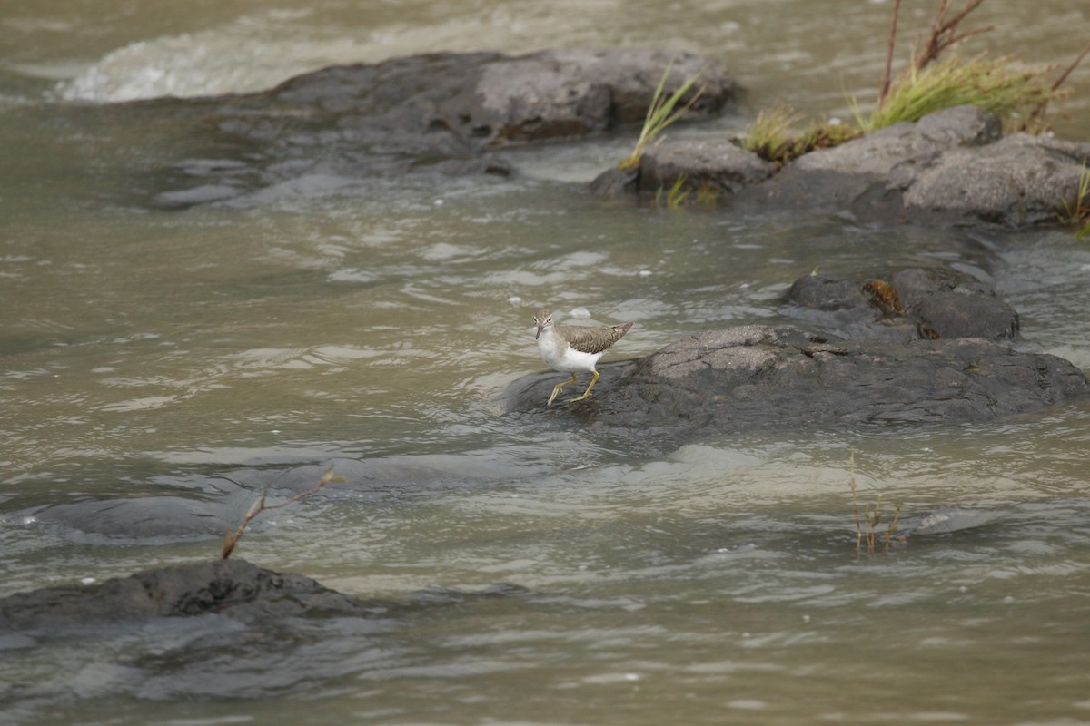 Spotted Sandpiper - ML642180944