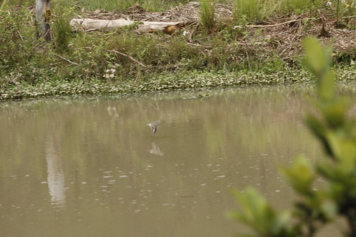 Spotted Sandpiper - ML642180945