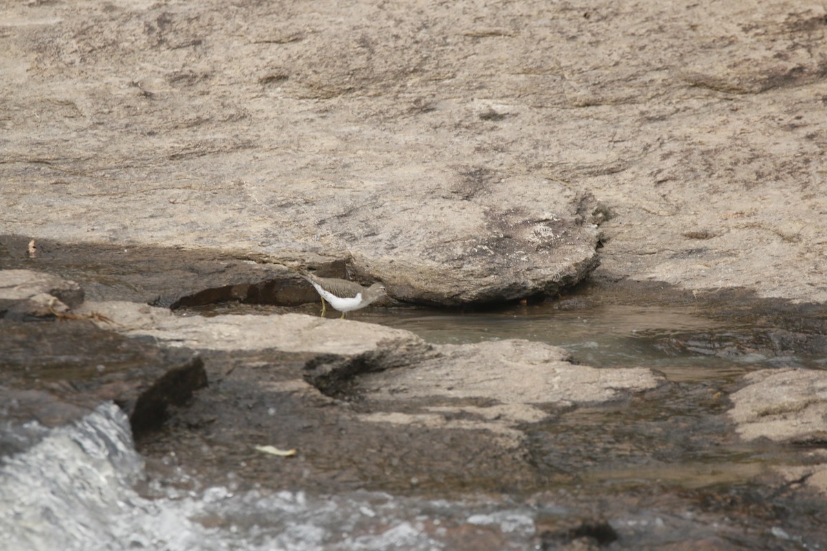 Spotted Sandpiper - ML642180946