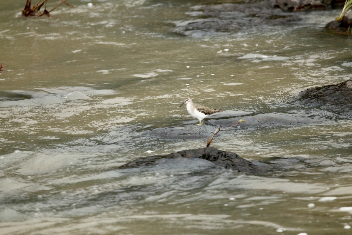 Spotted Sandpiper - ML642180947