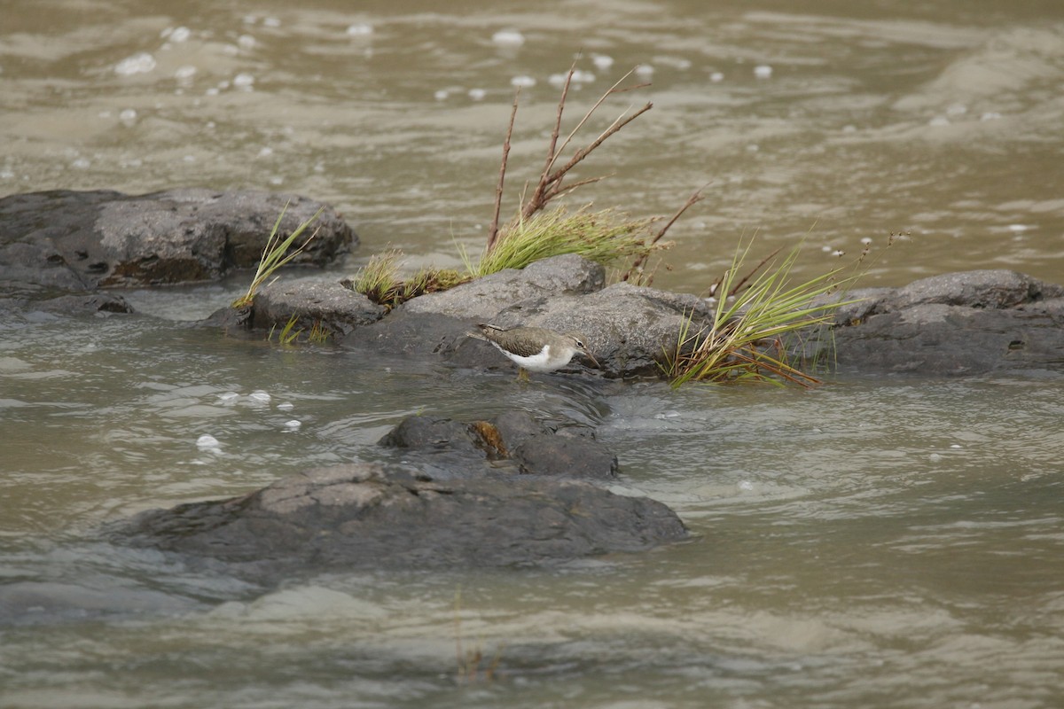 Spotted Sandpiper - ML642180948